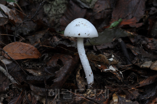 흰알광대해외 토토사이트 순의.[산림청 제공]