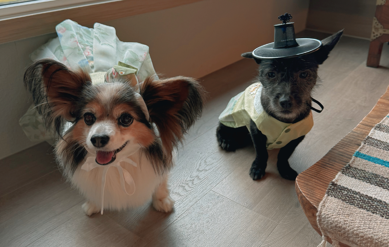 귀여운 덤보와 심바