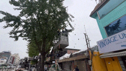 본지 기자가 지난 30일 종로구 자하문로 일대에서 직접 토토 바카라 열매를 채취하고 있다. 박병국 기자
