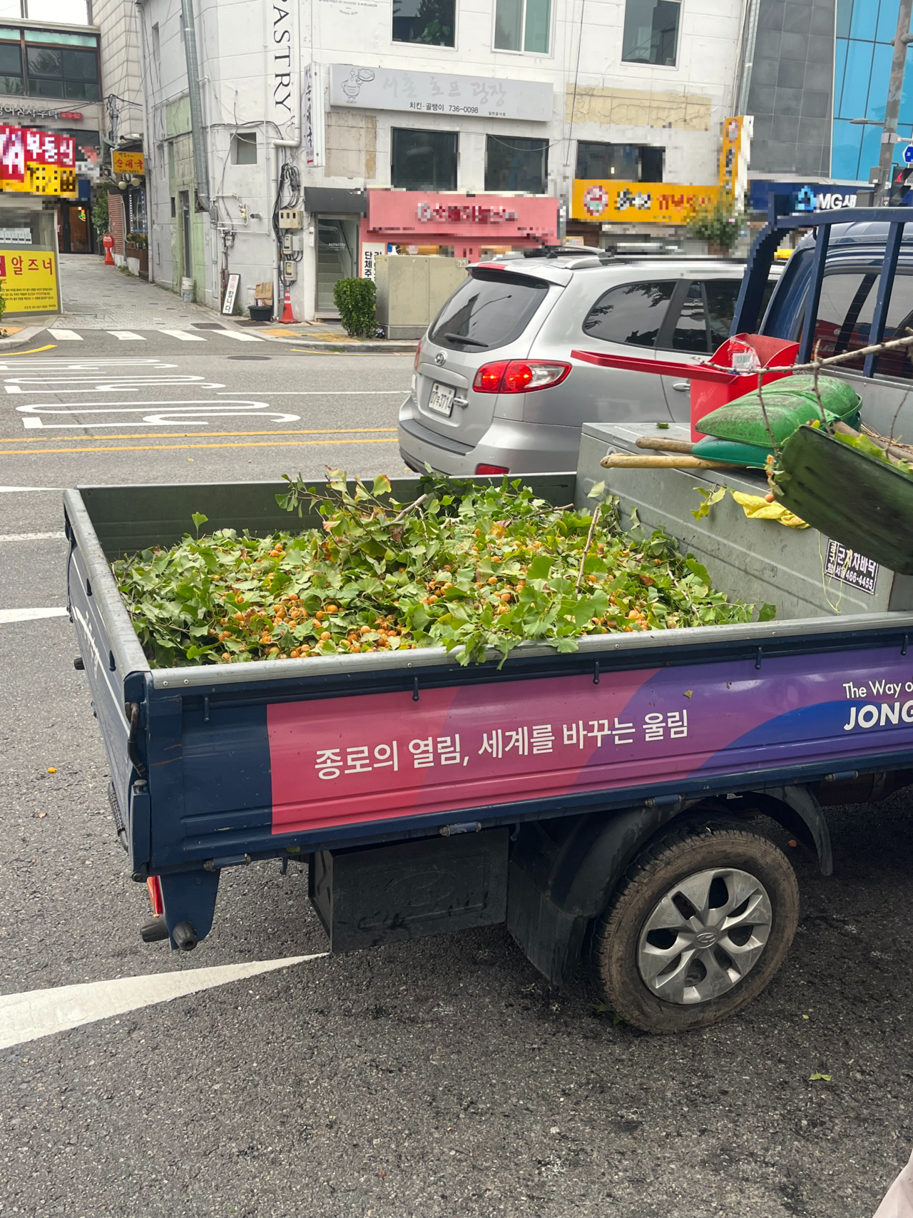 토토 바카라 나무 세 그루에서 채취한 토토 바카라 열매. 박병국 기자