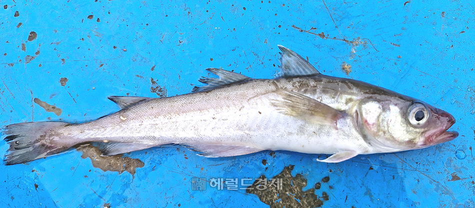 울릉도 인근 앞바다에서  통발에 걸린 자연산 일본 npb 토토사이트. [어입인 정석균씨 제공]