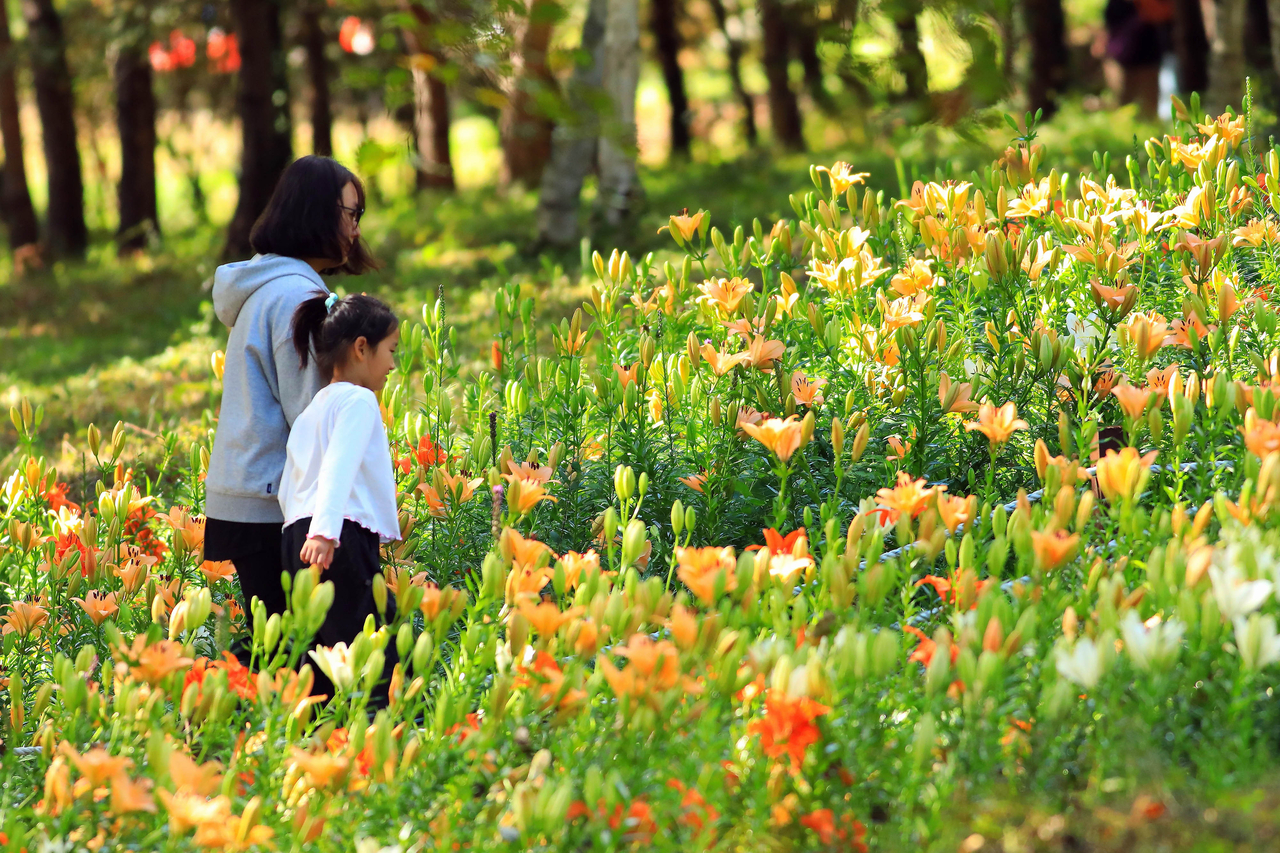 A mother and daughter walk past flowers at the Autumn Flower Festival in Inje, Gangwon Province, on Wednesday. (Yonhap)