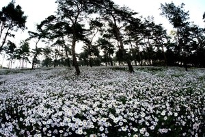 Festivals, sights across Korea