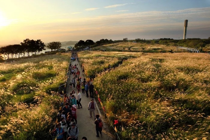 Silvergrass fields of Haneul Park (Seoul Metropolitan Government)