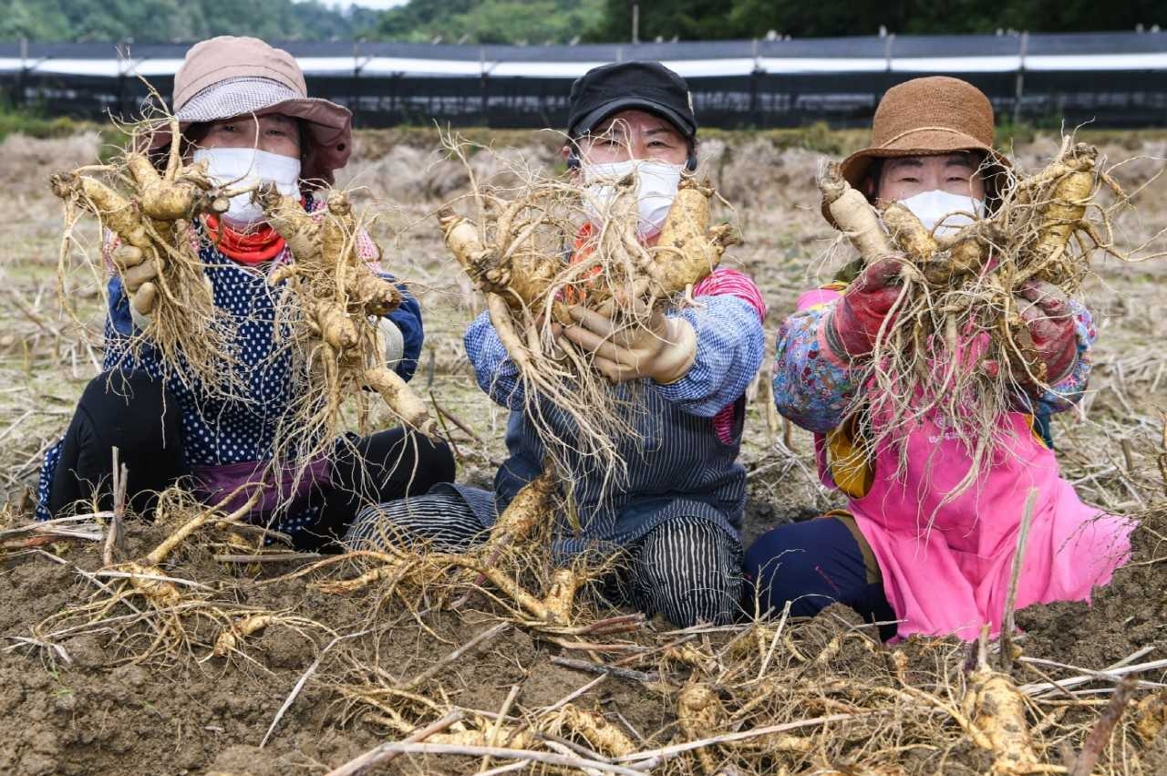 풍기인삼축제를 앞두고 축제장에서 판매할 수삼체굴이 한창이다.[영주시 제공]