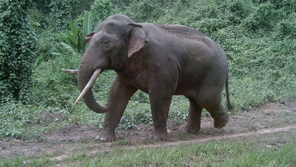 A wild elephant in Vietnam’s Dong Nai province was captured on camera by the Humane World for Animals organization.   (Viet Nam News)