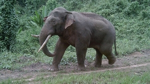 Urgent action needed to save Vietnam’s elephants from extinction