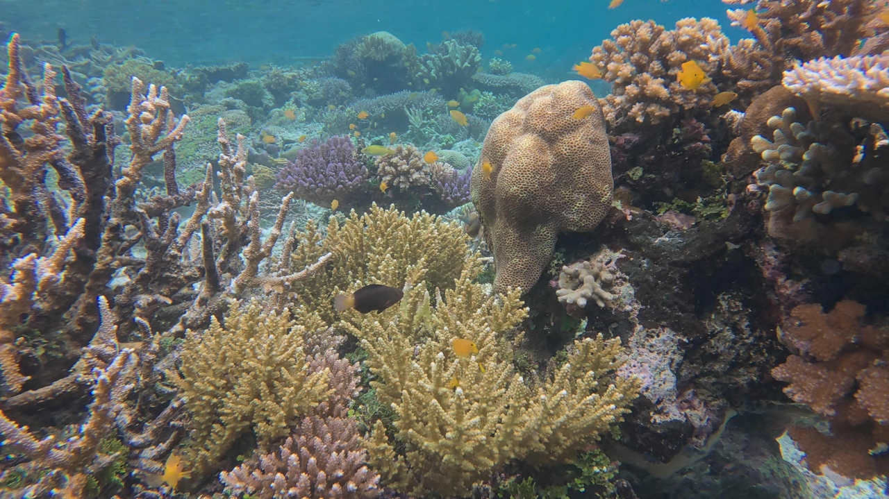 Bleached corals in Southwest Papua (AFP-Yonhap)