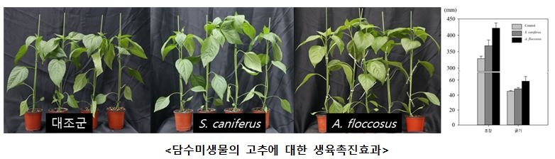 담수미생물의 고추에 대한 생육촉진효과 사진.[국립낙동강생물자원관 제공]