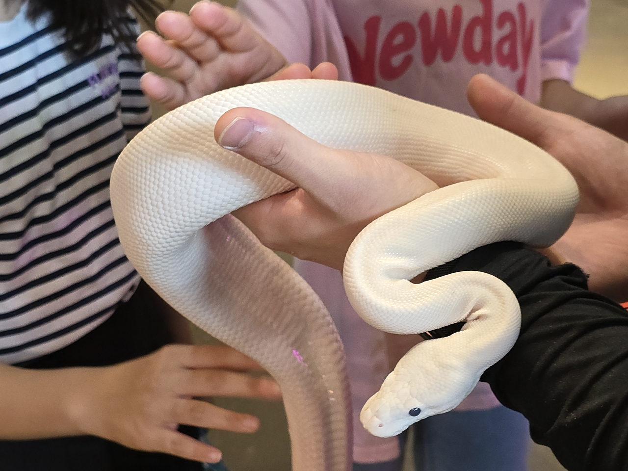 카피바라·미어캣·알파카..희귀동물 호캉스, 국내 첫 등장 - 헤럴드경제