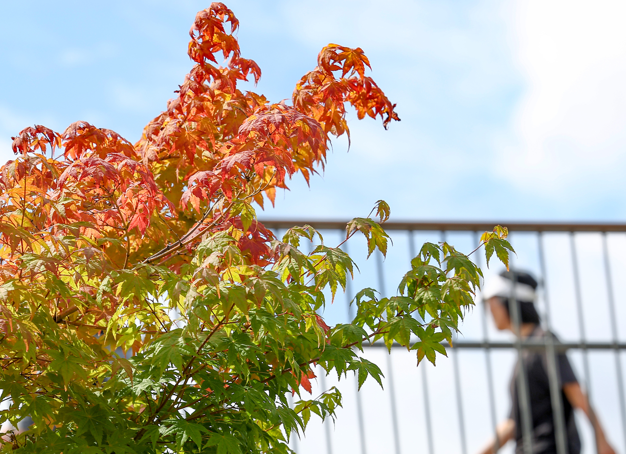 A tree in Yongsan-gu, Seoul, shows changing colors on Oct. 14. (Yonhap)