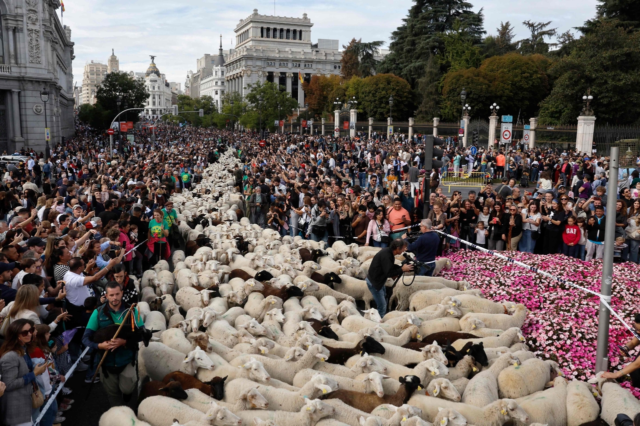 Flocks of sheep are herded through the city center of Madrid during the annual Transhumance Festival in Madrid, Sunday.   (AFP-Yonhap)