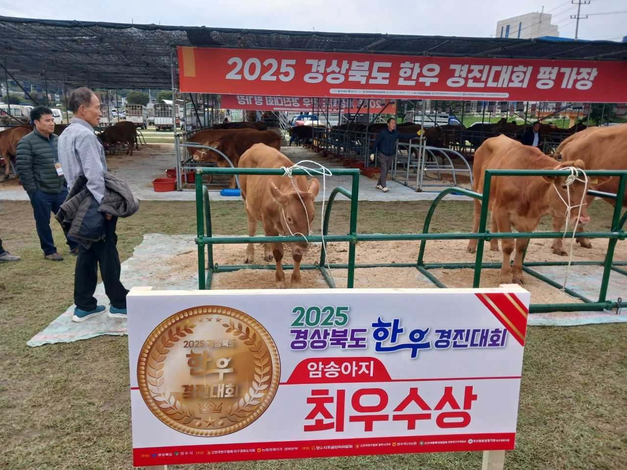 2025년 경상북도 한우경진대회’에서 퐁양면 김영휘 씨가 암송아지 부문 최우수상을 수상했다[예천군 제공]
