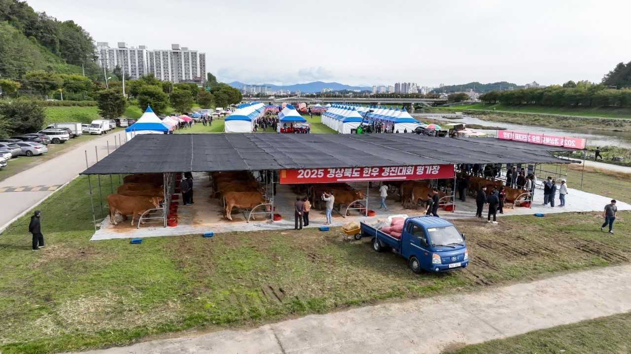 21일 영주시 문정 둔치 일원에서 ‘2025 경북한우경진대회’가 성황리에 열렸다.[영주시 제공]