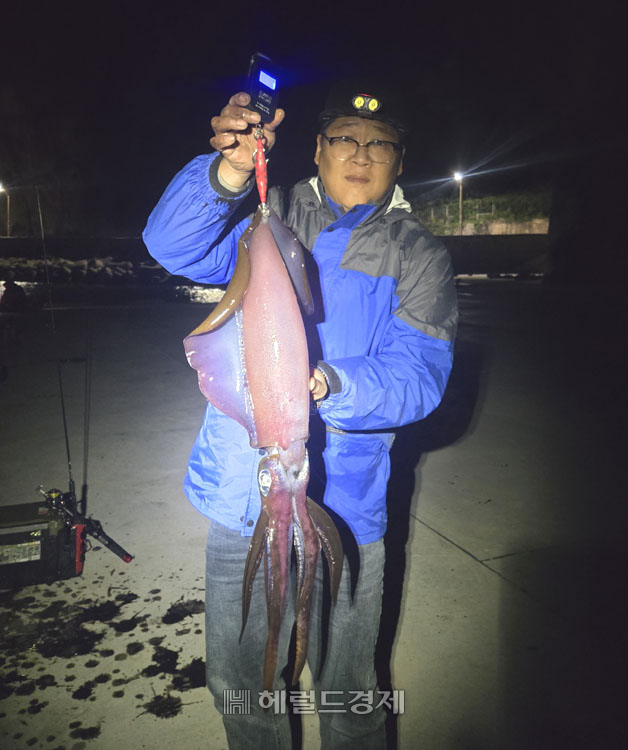 23일 오후 8시경  울릉군 서면 남양리 ‘한전방파제’에서 주민 김지호 씨가 잡은 무게 2.8kg, 몸통 길이 1m에 달하는 ‘괴물급’ 무늬오징어[김지호씨 제공]