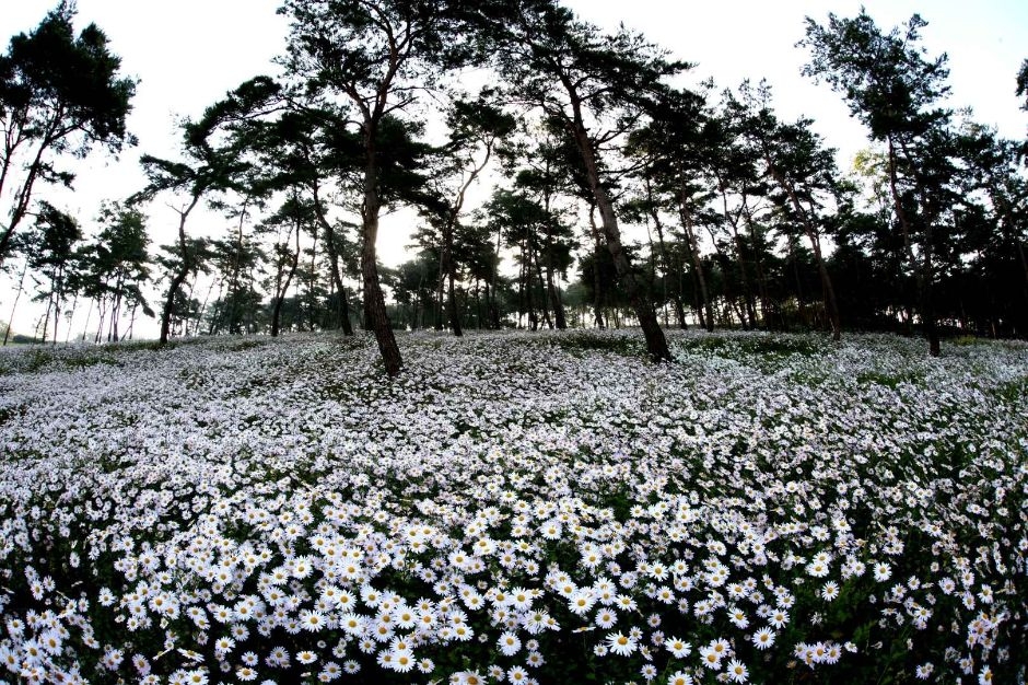 Jeongeup Gujulcho Festival