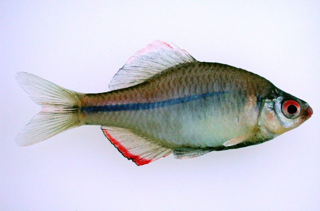 Rhodeus notatus (National Institute of Biological Resources)