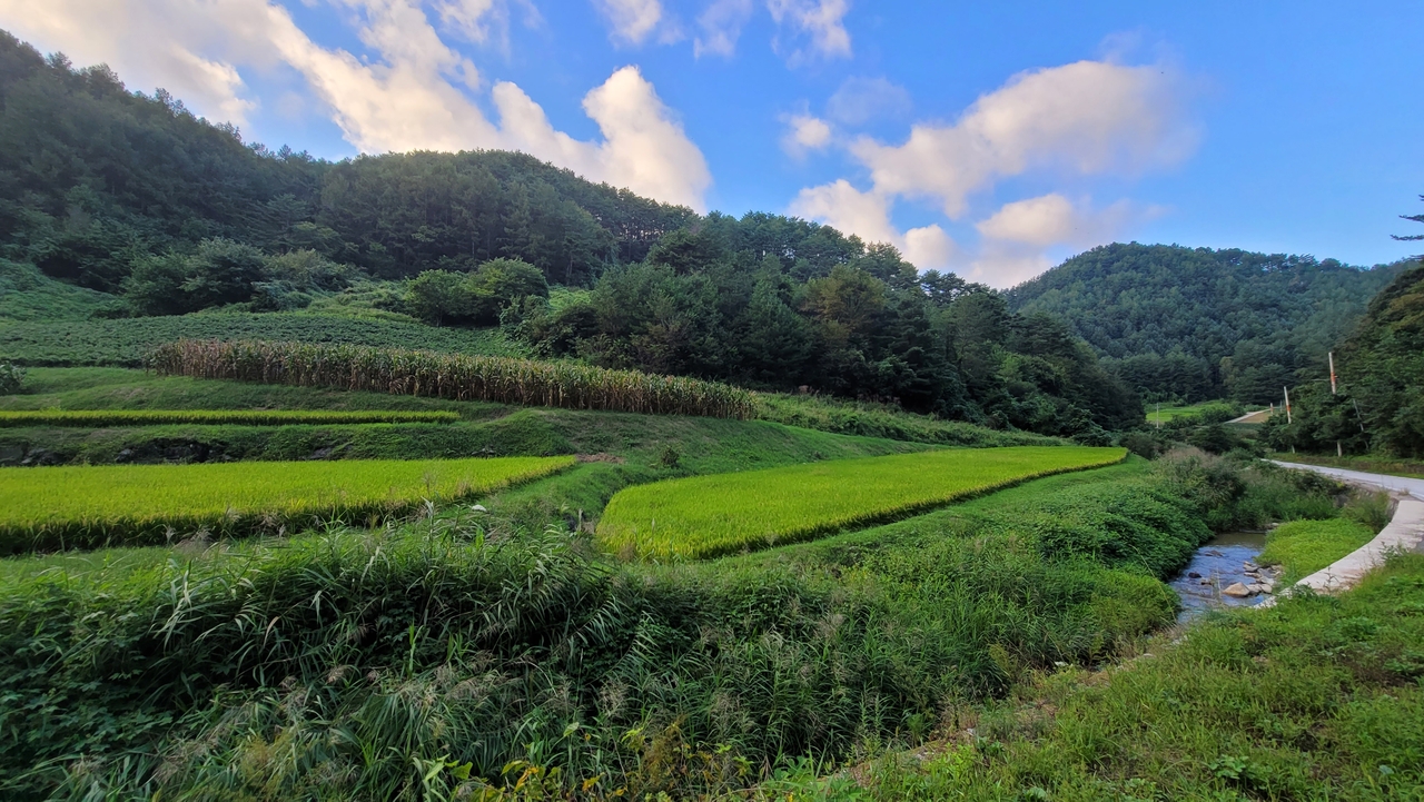 울진 금강송 산지농업시스템, 세계중요농업유산에  등재되는 봇도랑농업.[울진군 제공]