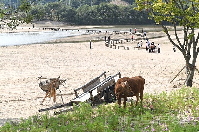 무섬 외나무 다리[사진=김성권 기자]