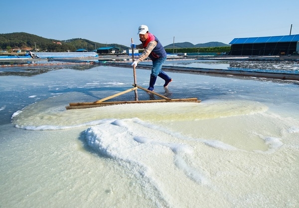 Pine pollen salt produced in Taean (KTO)