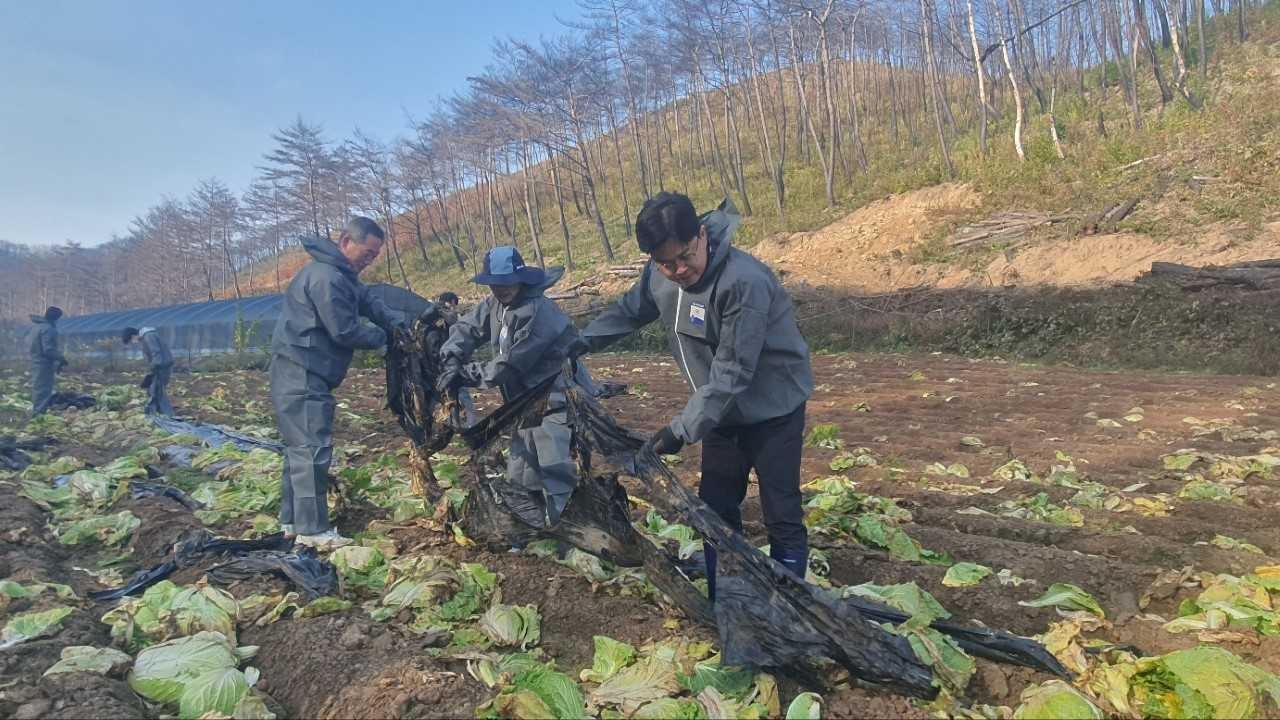최진수 경북농협 본부장과 임직원들이 7일 영양군 석보면을 찾아 배추밭 비닐걷기 봉사활동을 통해 가을장마피해 농가를 지원했다. [경북농협제공]