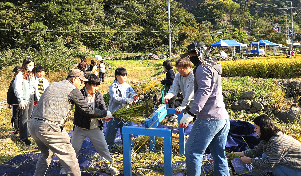 벼베기에 참여한 초등학생들이 직접 홀태질을 하며 신기해 하고 있다.[울릉군 제공]
