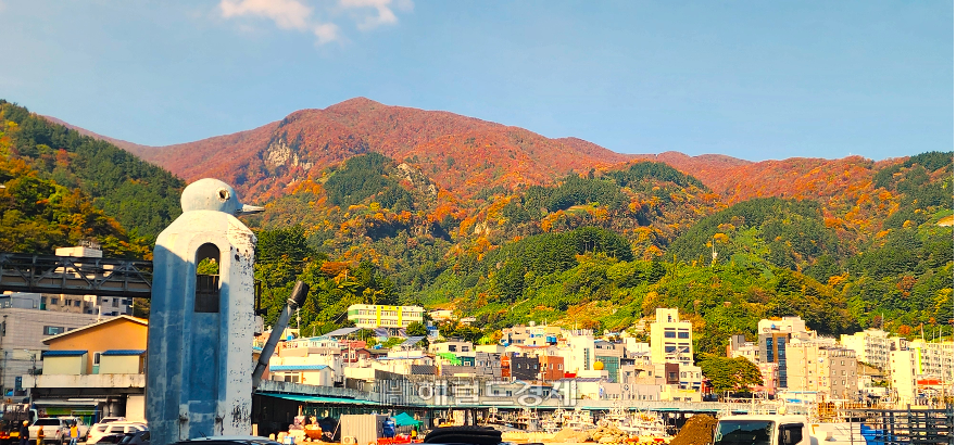 울릉저동항에서 바라본 곱개물든 단풍, 울릉도 어업인들이 단풍이 물들면 팔뚝만한 굵은 오징어가 잡힌다며 본격적인 조업을  이어간다.[사진=독자제공]