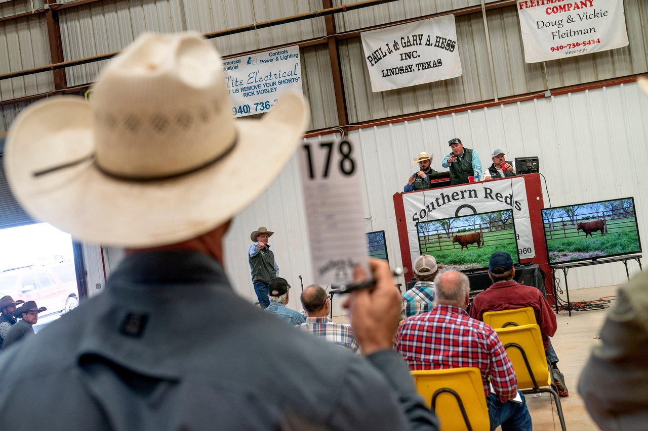 A rancher bids on a bull at a cattle auction in Gainesville, Texas, April 21, 2023.   AP-Yonhap