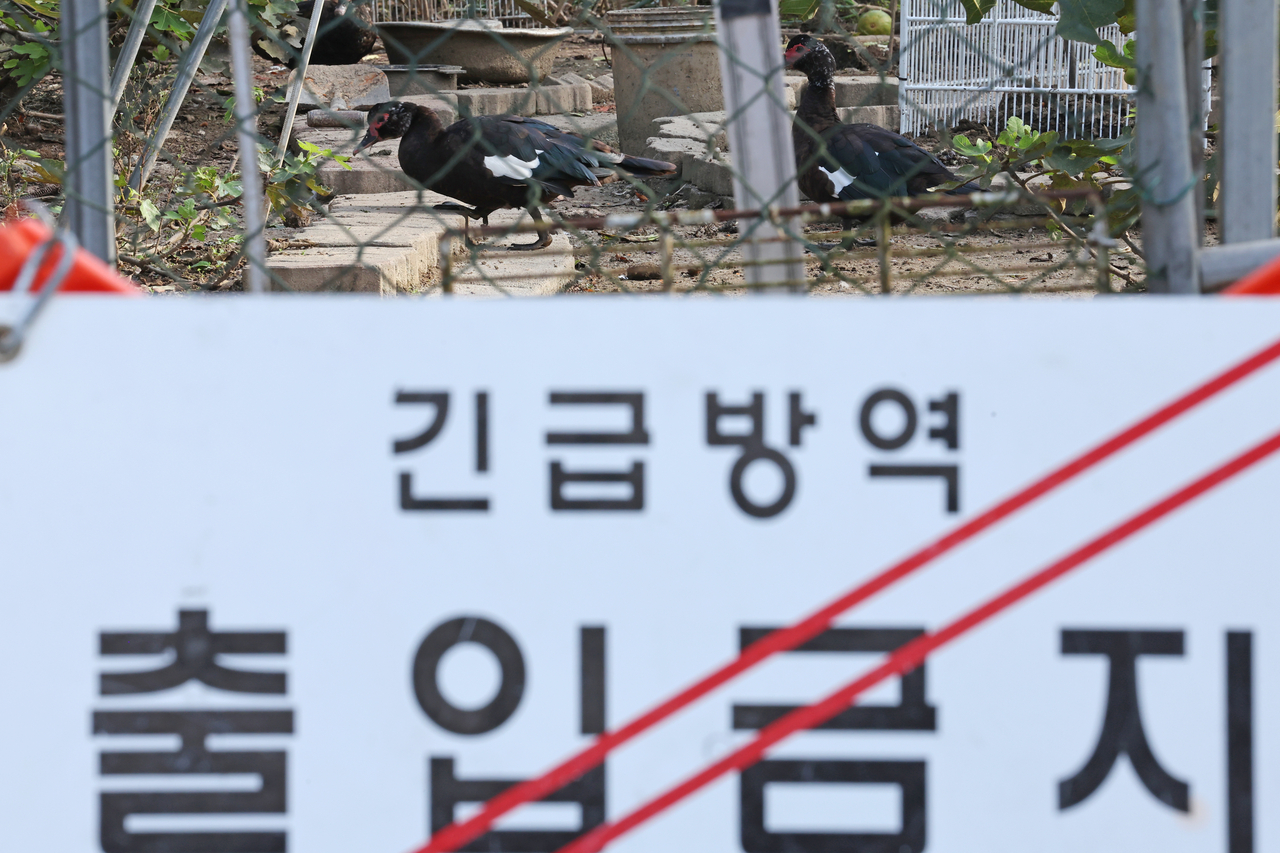 This file photo, taken Oct. 22, shows a wild geese farm in the southwestern city of Gwangju, where a highly pathogenic avian influenza case has been reported. (Yonhap)
