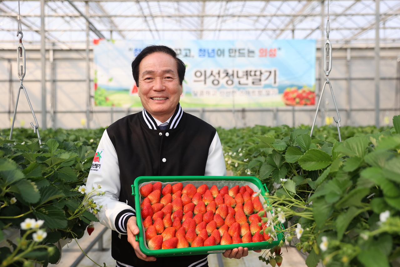 의성군이 2025년 시군 농정 평가’에서 영예의 대상을 수상하며 12년 연속 수상이라는 대기록을 세웠다. 사진은 김주수 군수가 의성청년딸기를 들어보이고 있다.[의성군 제공]