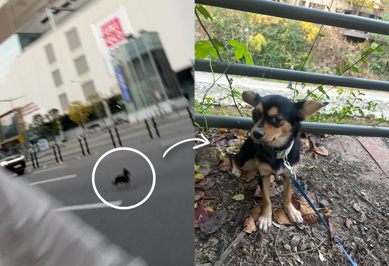 Cho spotted a Chihuahua running in the middle of the road. (Photos provided by Nelson Cho)