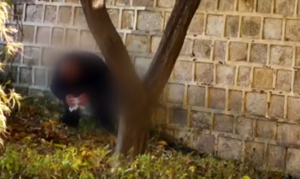 Man and woman caught defecating on the walls of Gyeongbokgung