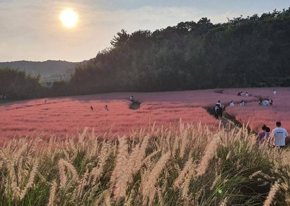 Gochang Bluefarm Pink Muhly Festival