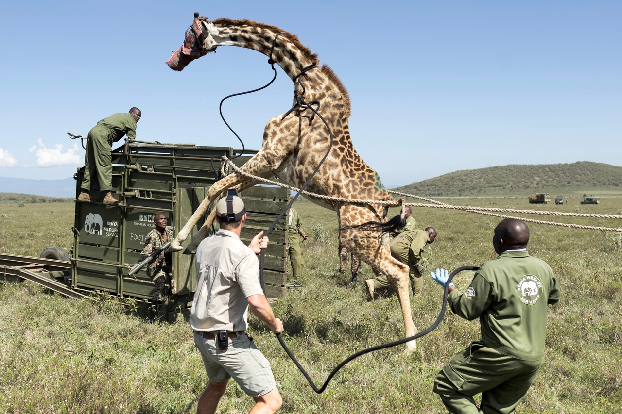 Stranded, stressed' giraffes in Kenya relocated as habitats