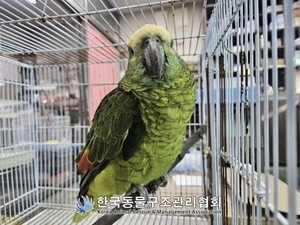 Seoul cafe gets unexpected guest -- a coffee-loving, endangered parrot