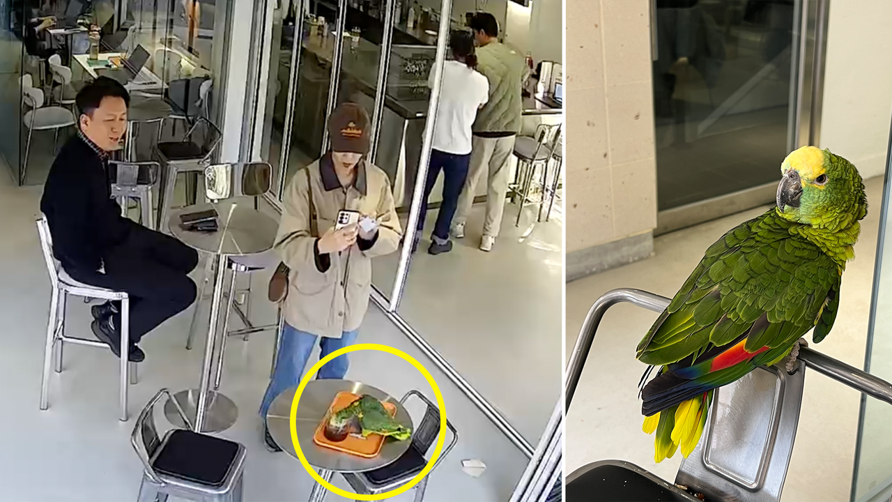 Screenshot from surveillance footage of the parrot drinking coffee (Cafe the Merge)