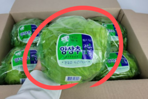 “이게 1개에 만원” 싼 맛에 먹던 채소, 뜻밖의 가격에 ‘충격’…이제 샐러드 못 먹겠다 [지구, 뭐래?]
