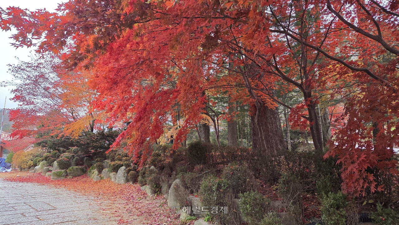 천왕문 단풍나무