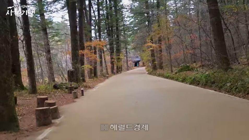 월정사 전나무 숲길 [유튜브 채널 정용식의 사찰 기행 캡처]