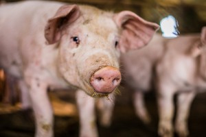 Korea issues alert after 6th case of swine fever