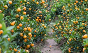 Jeju farmer finds entire tangerine orchard stripped overnight