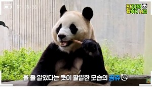 푸바오, 강철원 할부지 응시하며 잘 먹는 모습 보여..2차 상봉(종합)