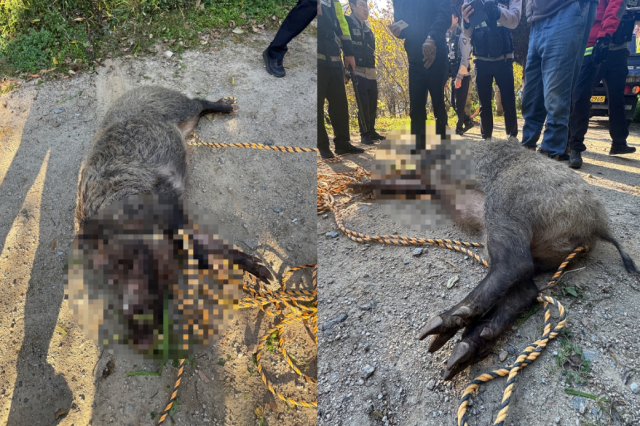 A wild boar shot in the garden of a restaurant in Geumjeong-gu, Busan, after injuring two people in the underground parking lot of a nearby apartment complex on Saturday afternoon (Yonhap)