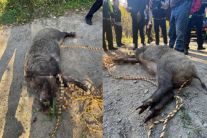 Busan struggles with repeated wild boar sightings