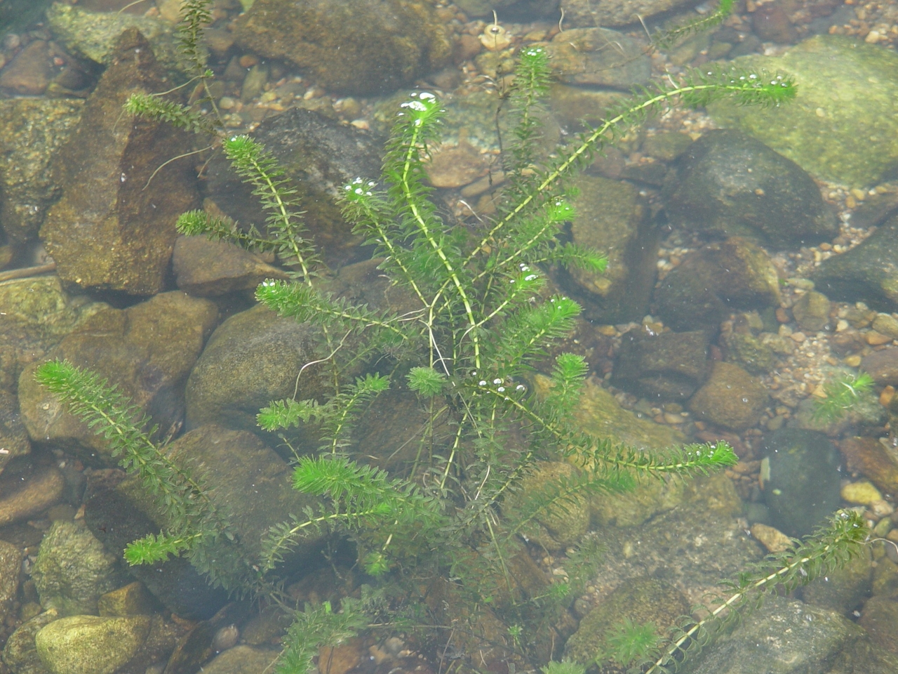 검정말(Hydrilla verticillata) 사진.[국립낙동강생물자원관 제공]