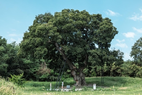East Asian hackberry of Hajemaeul, Gunsan, North Jeolla Province (Korea Heritage Service)
