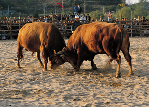 Cruelty or culture? Korean bullfighting faces reckoning in Assembly