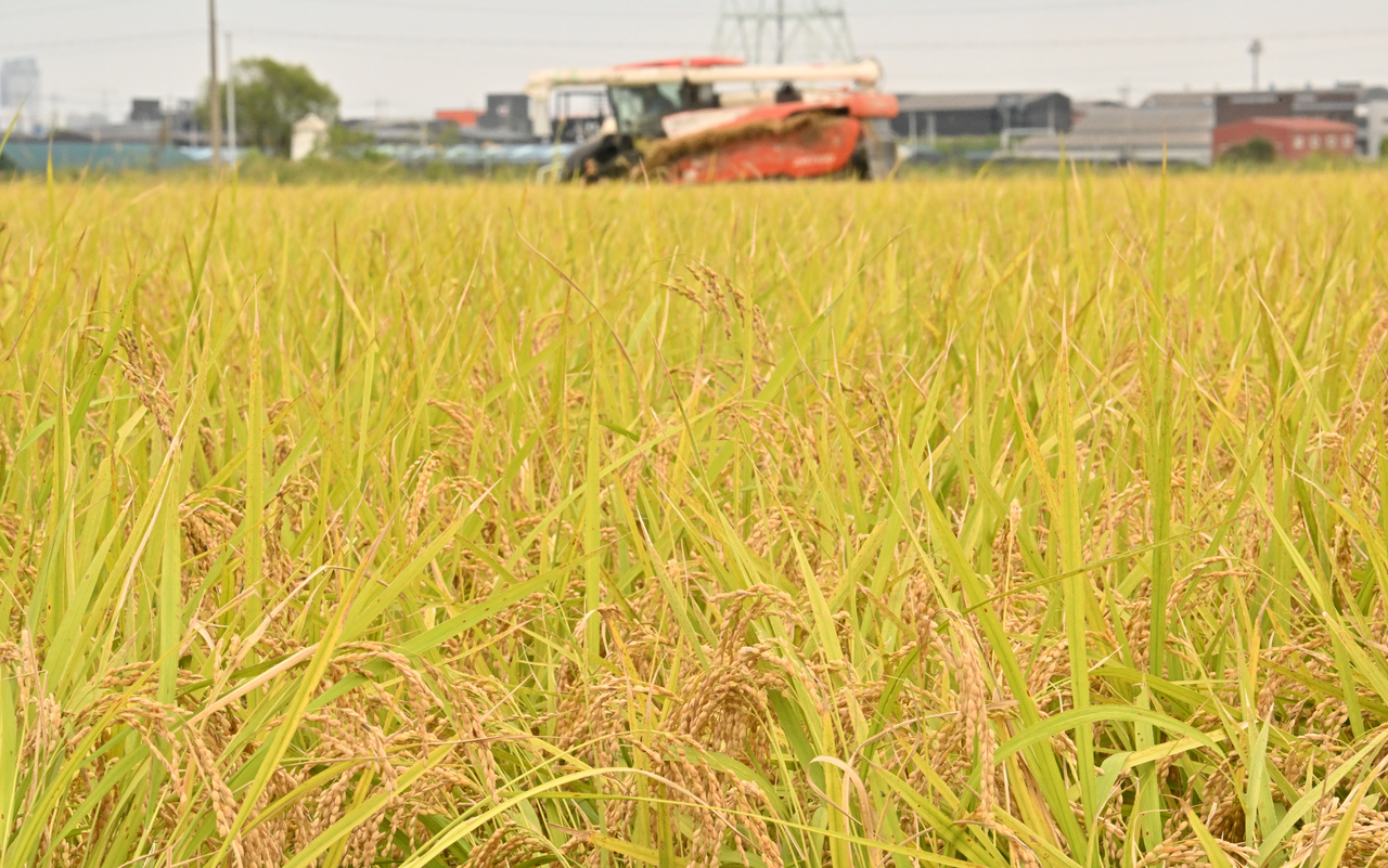 A rice field in Gimpo, Gyeonggi Province, is seen in the fall. The photo is not directly related to the story. (Im Se-jun/The Korea Herald)
