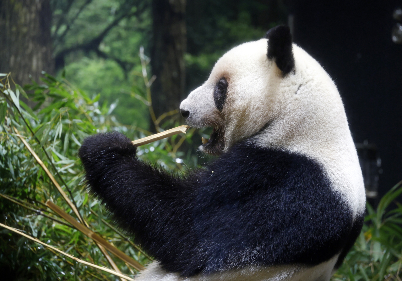 Giant panda Lei Lei eats bamboo at Ueno Zoological Gardens in Tokyo, Japan, on Nov. 28. (EPA-Yonhap)