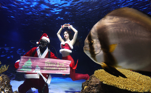 Santa dives in ahead of Christmas